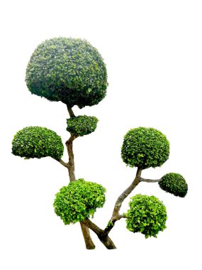 Tayland 'dan güzel süs ağacı, yeşil ağaç, yeşil yapraklı süs bitkisi, büyük bonsai mimari tasarım ve dekorasyon için uygun beyaz arka planda izole edilmiş..
