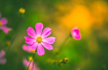 Güzel pembe kozmos çiçekleri sabah sıcacık arkaplanlı.