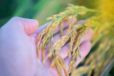 Jasmine pirincini elinizin altında tutun, pirinç tanelerini pirinç tarlalarında, parlak güneş ışığı günü, organik çiftlikte yüksek kalitede pirinç çeşitlerinden biri, tropikal güneş doğumu, eko tarımı..