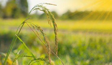 Yasemin pirincini kapat, pirinç tarlasında pirinç, parlak güneş ışığı günü, organik çiftlikte yüksek kalitede pirinç çeşitlerinden biri, tropikal güneş doğumu, eko tarım kavramı..