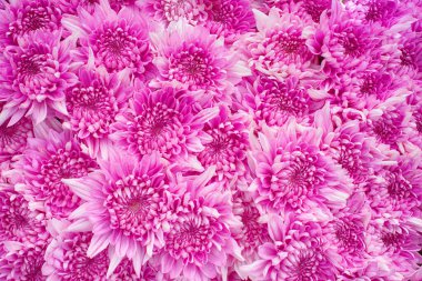 Pembe kasımpatı, papatya çiçeği, güzel büyük bou.