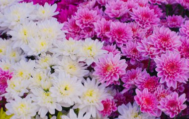 Beyaz ve pembe kasımpatı, papatya çiçeği, Güzellik abidesi