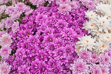 Mor beyaz ve pembe kasımpatı çiçeğine yaklaş, B