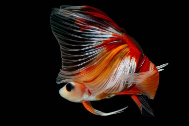 Kırmızı ve Turuncu Beta şeffaf kuyruklu, Siyam Savaşçı Balığı 