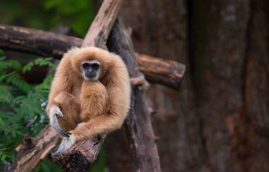 Beyaz ve sarı şebek maymunu kereste üzerinde tek başına oturuyor.