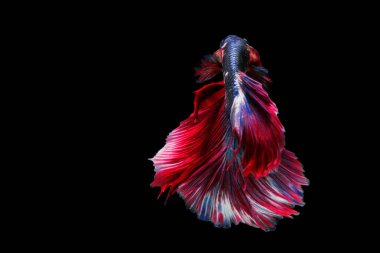 Kırmızı Mavi Siyam Dövüşen Balığı 