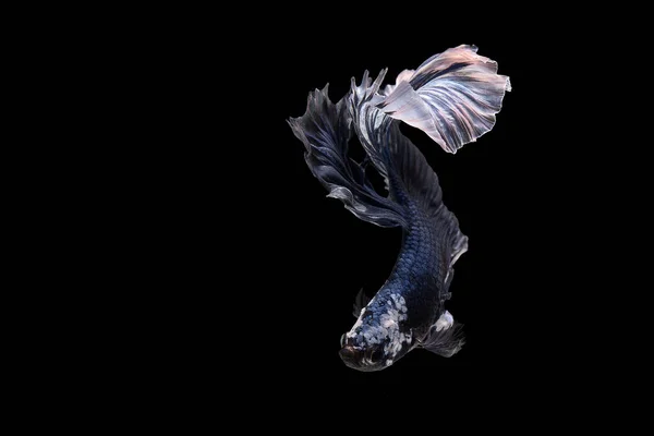 Blue White Siamese Fighting Fish Fancy Halfmoon Betta Moving Moment — 스톡 사진