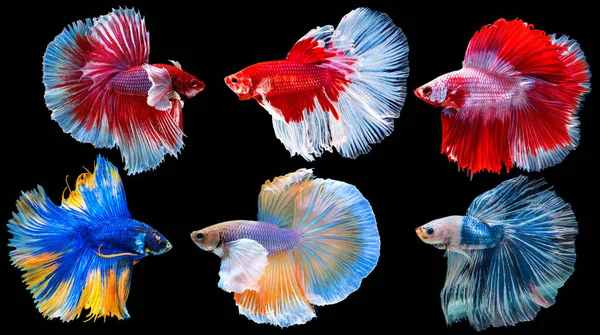 Collection Colorful Betta Isolated Black Background Set Half Moon Long — Stock Photo, Image