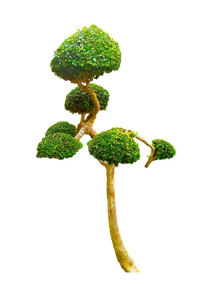 Gyönyörű Díszfa Thaiföldről Zöld Kertészeti Zöld Levelek Dísznövény Nagy Bonsai — Stock Fotó