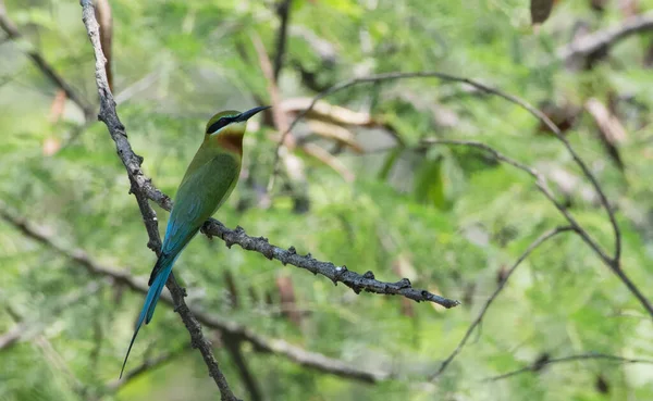 Beautiful green yellow bird, Blue-tailed bee-eater bird on branch in the morning. (Merops leschenaulti) with autumn background.