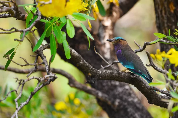 Rollvogel Coracias Affinis Indochinesische Walze Coraciiformes Auf Einem Ast Wald — Stockfoto