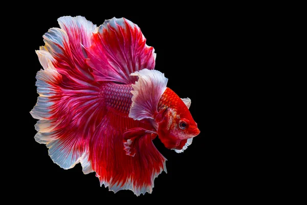 Poruszający Moment Pięknej Czerwonej Syjamskiej Ryby Tajlandii Czerwona Ryba Betta — Zdjęcie stockowe