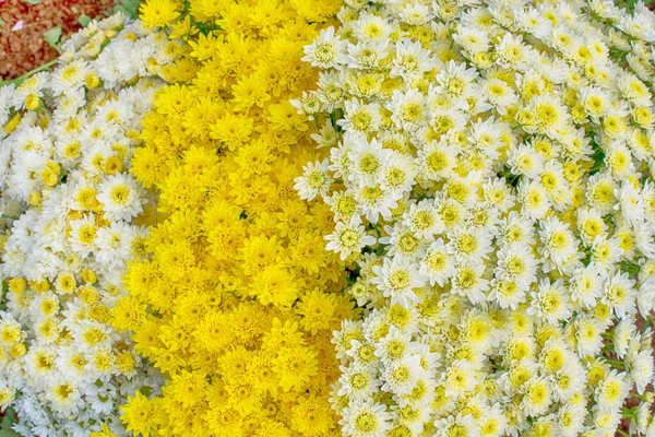 Close Amarelo Branco Chrysanthemum Flor Margarida Beaut — Fotografia de Stock