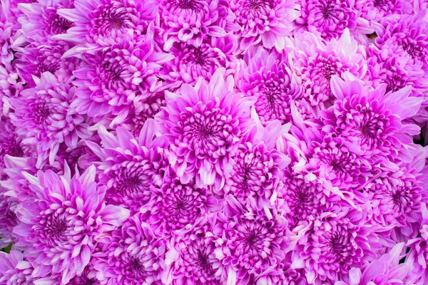 Close Purple Chrysanthemum Daisy Flower Beautiful Huge — Stock Photo, Image