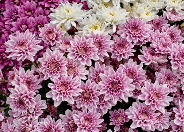 흰색과 분홍색 국화꽃을 가까이 — 스톡 사진