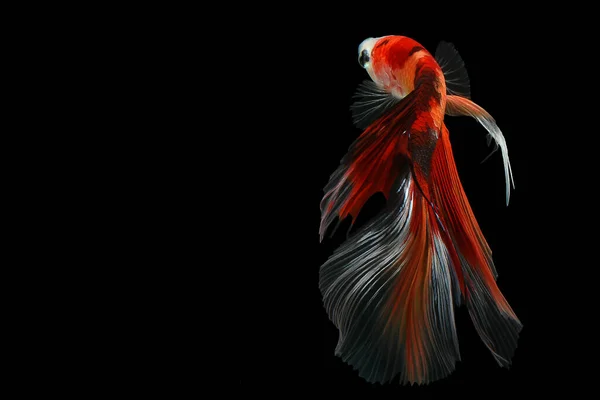 Red Orange Betta Transparent Tail Siamese Fighting Fish Fancy Halfmoon — Foto Stock