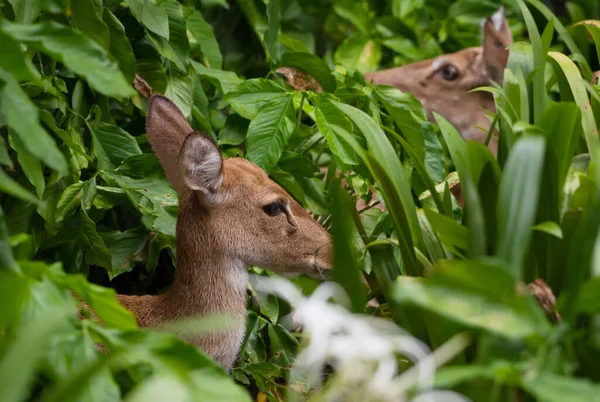 Zwei Weibliche Rothirsche Ruhen Sich Busch Aus — Stockfoto