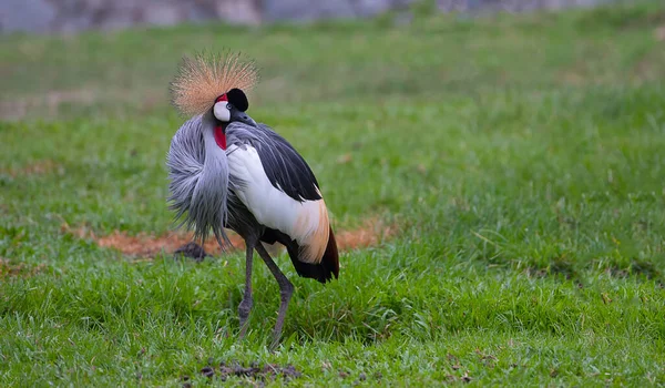 Gru Corona Grigia Balearica Regulorum Uccello Nazionale Dell Uganda Vista — Foto Stock