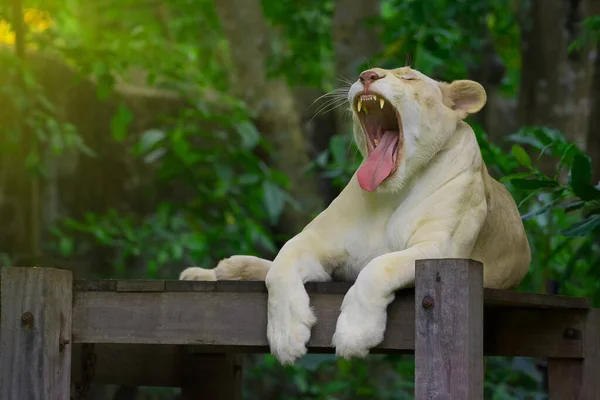 White Lioness Roaring Timber Forest Background — Stock Photo, Image