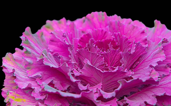 Close up of Purple Cabbage or Purple cauliflower Flower isolated on black background with clipping path for design, Ornamental decorative cabbage flower Brassica or kale flower with copy space.