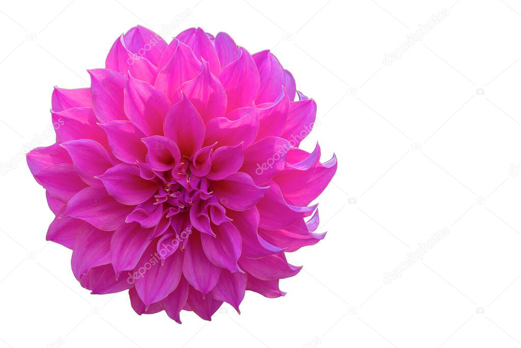 Single pink Dahlia flower, Dahlia isolated on white background for design.