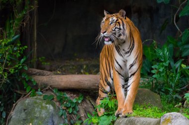 Kaplan kayanın üzerinde yürüyor ve sola bakıyor, ormandaki Sibirya kaplanı, yırtıcı hayvan, tehlikeli bir hayvanla vahşi yaşam sahnesi. - Görüntü