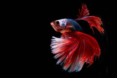 Tayland 'da savaşan kırmızı siyam balığının hareketli anı. Kırmızı betta balığı, Fancy Halfmoon Betta, Betta splendens (ısıran balık), siyah arkaplanda izole edilmiş Beta balığı ritmi.