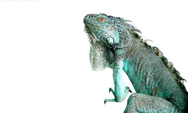 Yeşil iguana kafasının yakın çekimi beyaz arka planda, stüdyo çekiminde izole edildi.
