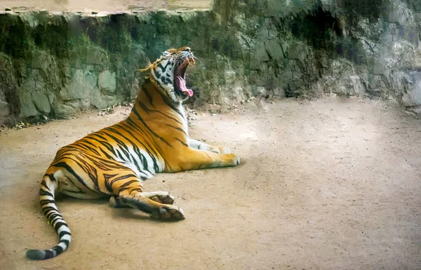 Tigre Bâille Avec Fond Pierre Panthera Tigris Corbetti Tigre Sibérie — Photo