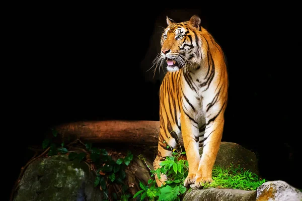 Tiger walking on the rock and looked to the left, Siberian tiger in the forest, Predator animal, Wildlife scene with dangerous animal. - Image