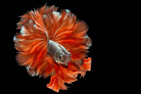 Momento Conmovedor Hermoso Peces Siameses Rojos Lucha Tailandia Peces Betta —  Fotos de Stock