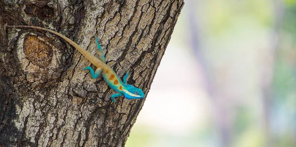 Detailní Záběr Modrou Chameleoní Hlavu Stromech Velký Druh Chameleonu Thajsku — Stock fotografie