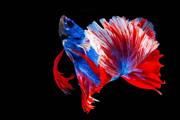 The moving moment beautiful of blue red siamese fighting fish in Thailand, Betta fish, Fancy Halfmoon Betta, Betta splendens (biting fish), Rhythmic of Betta fish isolated on black background.