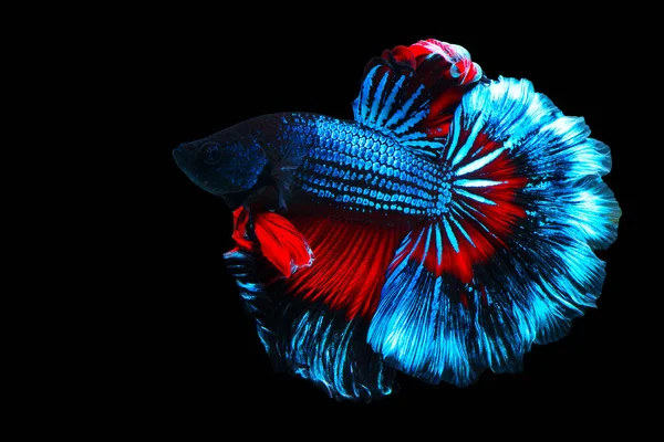 Красно Синяя Рыба Fancy Halfmoon Betta Трогательный Момент Красивой Сиамской — стоковое фото