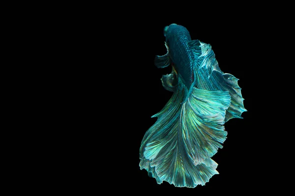 Peixe Betta Verde Escuro Fantasia Halfmoon Betta Momento Comovente Bonito — Fotografia de Stock