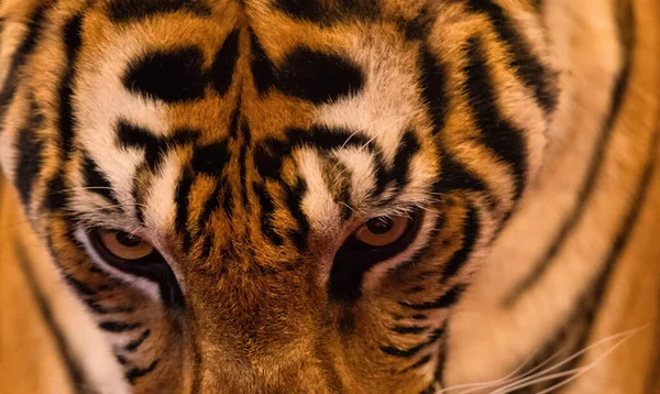 Close up of tiger face, Tiger head and fierce eyes - Image