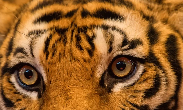Gros Plan Visage Tigre Tête Tigre Les Yeux Féroces Image — Photo