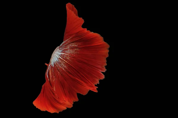 Red Betta Fish Tail Fancy Halfmoon Betta Momento Commovente Bello — Foto Stock