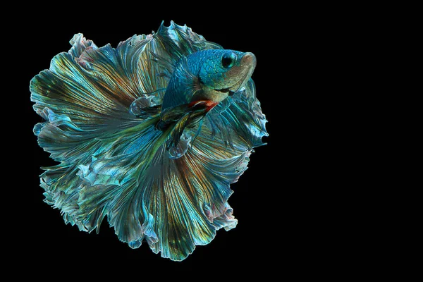 Peixe Betta Verde Escuro Fantasia Halfmoon Betta Momento Comovente Bonito — Fotografia de Stock