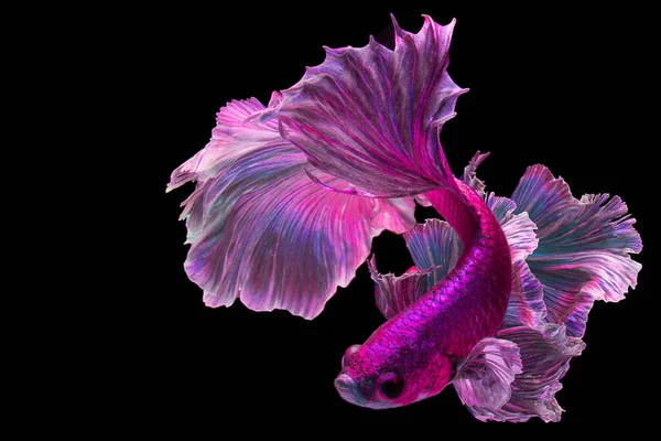 Purple Pink Betta Fish Fancy Halfmoon Betta Pohybující Moment Krásné — Stock fotografie