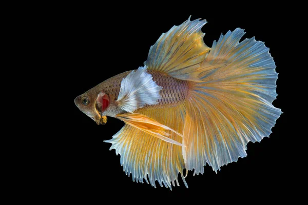 Amarillo Pez Betta Fancy Halfmoon Betta Momento Conmovedor Hermoso Los — Foto de Stock