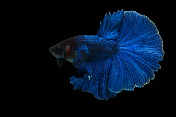 Blue Beta Fisch Fancy Halfmoon Betta Der Bewegende Moment Der — Stockfoto