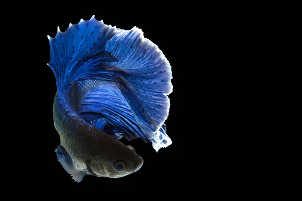 Blue Betta Fish Fancy Halfmoon Betta Momento Conmovedor Hermoso Los — Foto de Stock