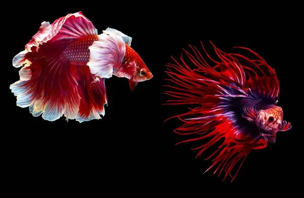 Beautiful Movement Two Red Blue Betta Fishs Fancy Halfmoon Betta — Stock Photo, Image