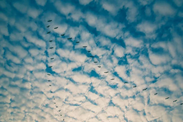 Flock Birds Flying Triangle Shape Cloud Blue Sky Morning — Stock Photo, Image