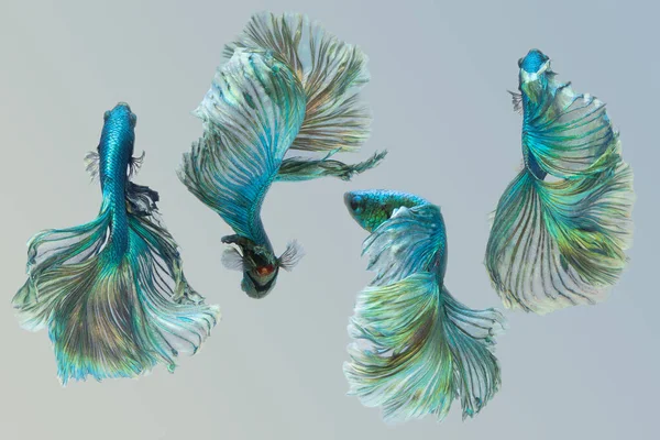 Dört mavi betta balığının güzel hareketi, Fancy Halfmoon Betta, Siyam Dövüşen Balığının hareketli anı, Betta splendens, Siyah arka planda Beta Balığının Ritmik 'i.