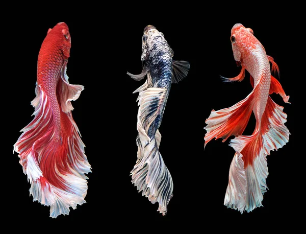 Three Siamese Fighting Fishes Dancing Set Half Moon Long Tail — Stock Photo, Image