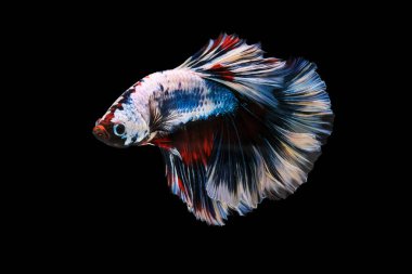 Beta balığı, Siyam dövüşçüsü balığı, siyam balığı dövüşçüsü betta splendens (Halfmoon betta, Betta splendens Pla-kad (ısıran balık) siyah arka planda izole edilmiş.