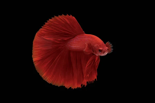 Super Czerwona Półksiężycowa Betta Syjamska Ryba Betta Fish Betta Splendens — Zdjęcie stockowe