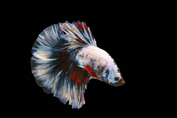 Betta Fisch Siamesischer Kampffisch Siamesischer Kampffisch Betta Splendens Halfmoon Betta — Stockfoto